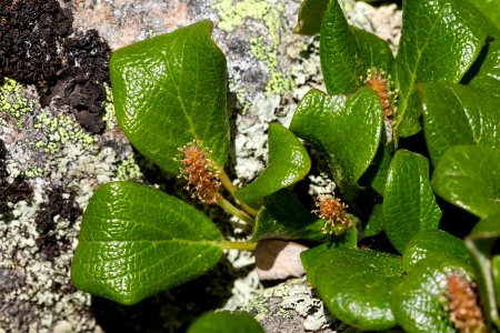Salix reticulata