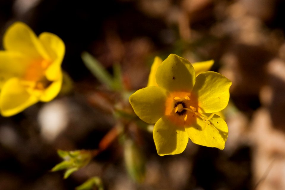 Linanthus aureus