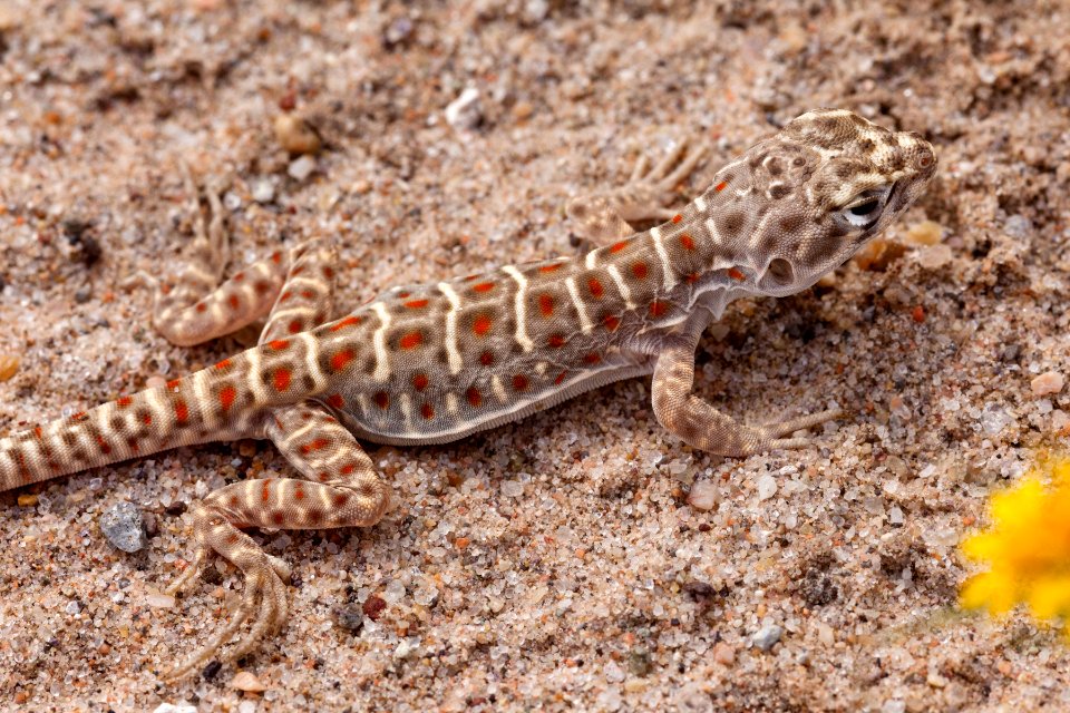 Gambelia wislizeni