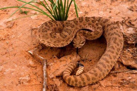 Crotalus viridis