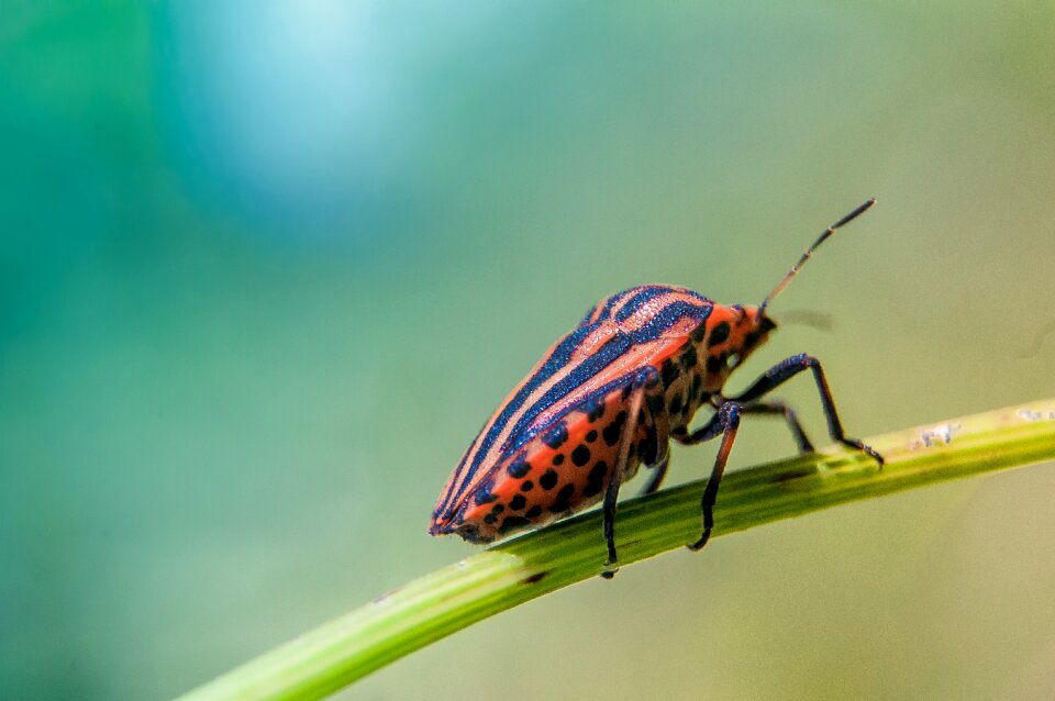 Nature animal macro photo