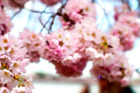 CherryBlossomDC2019-501.jpg