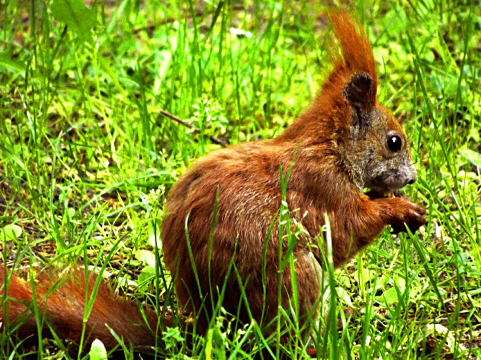 Squirrel verifiable kitten meadow