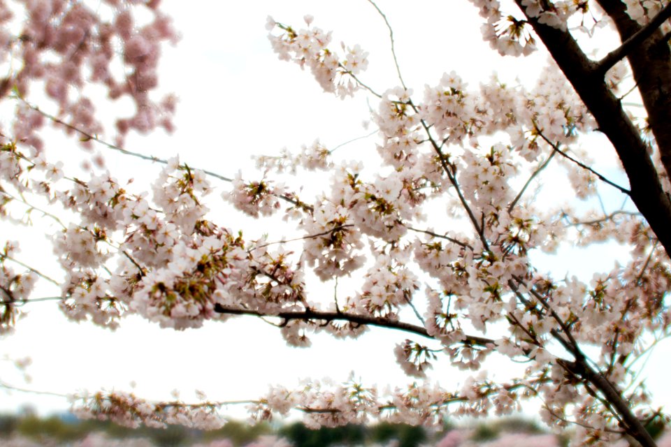 CherryBlossomDC2019-510.jpg