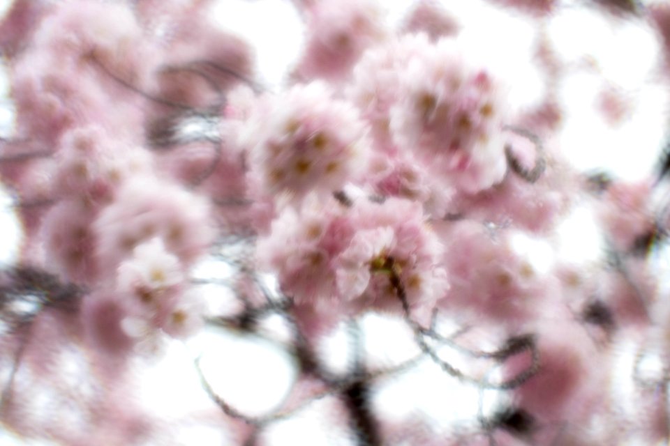 CherryBlossomDC2019-53.jpg