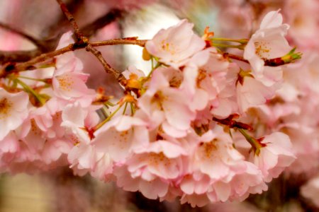 CherryBlossomDC2019-546.jpg