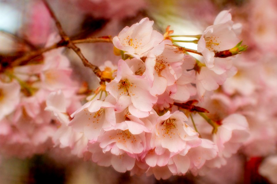 CherryBlossomDC2019-544.jpg