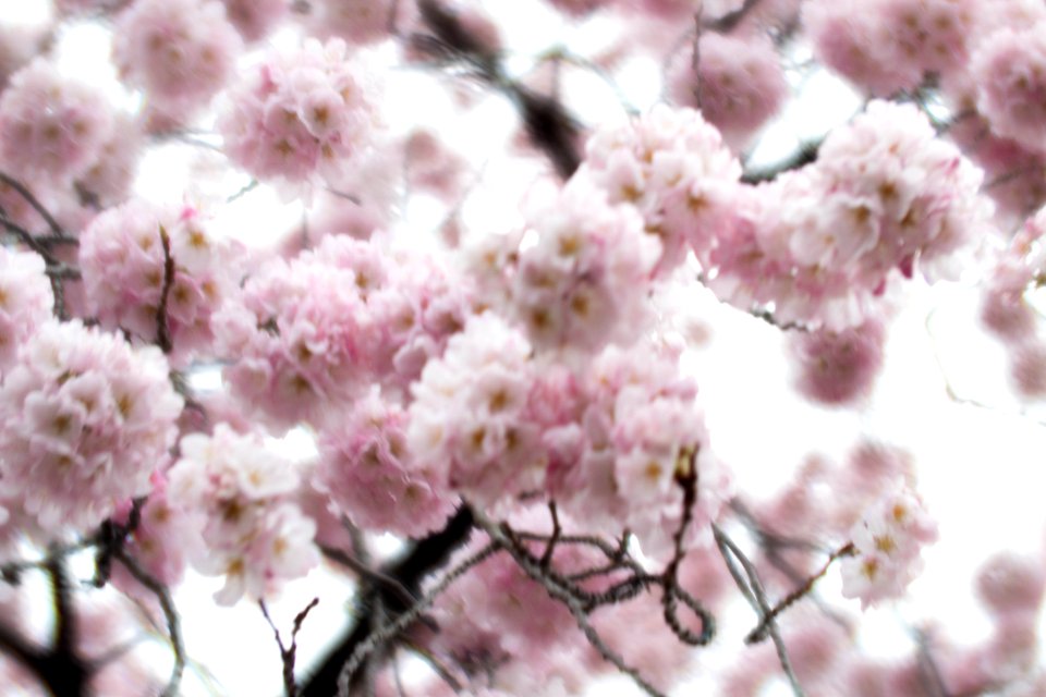 CherryBlossomDC2019-50.jpg