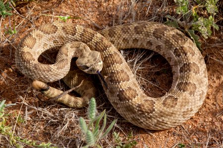 Crotalus viridis