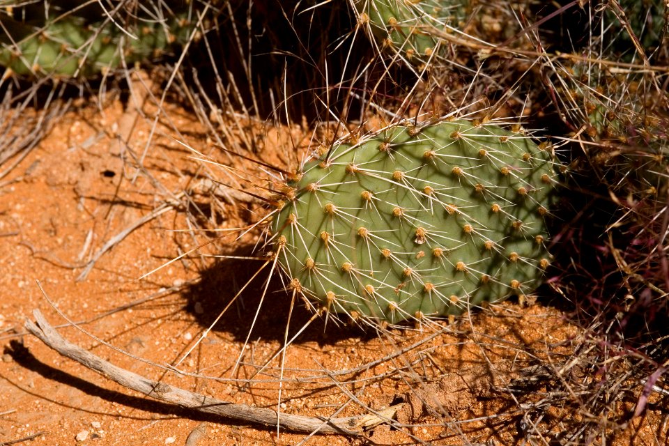 Opuntia polyacantha var. polyacantha