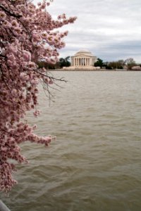CherryBlossomDC2019-39.jpg