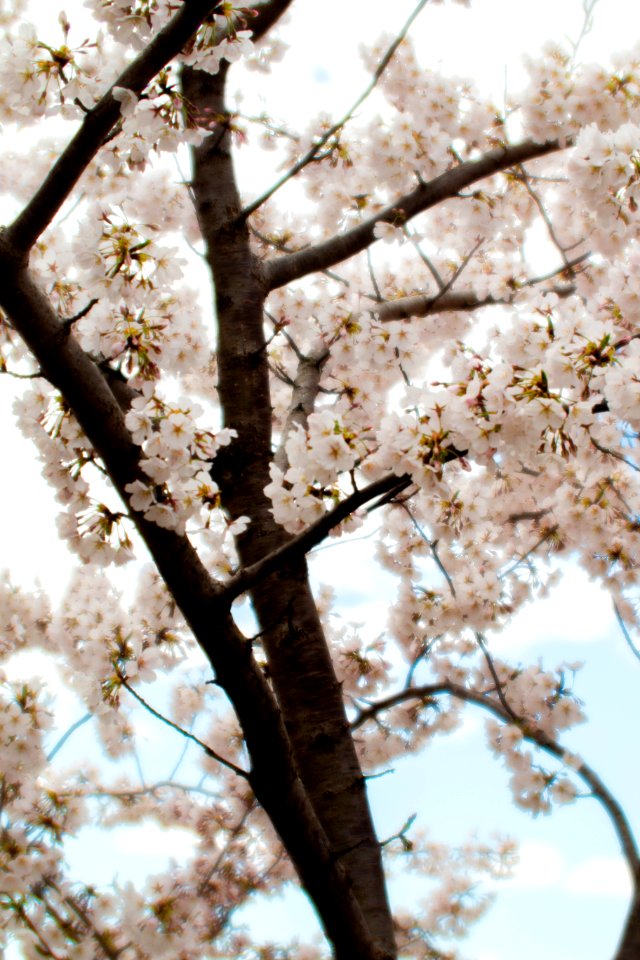 CherryBlossomDC2019-508.jpg