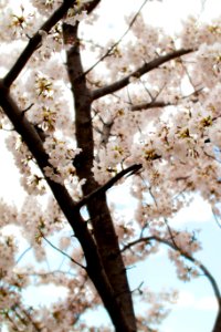 CherryBlossomDC2019-508.jpg