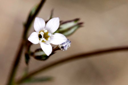 Gilia mexicana