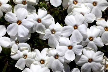 Phlox condensata