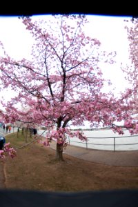 CherryBlossomDC2019-40.jpg