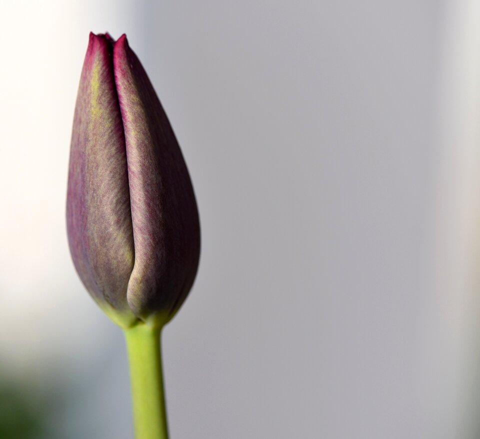 Bloom closed purple