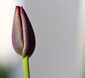 Bloom closed purple