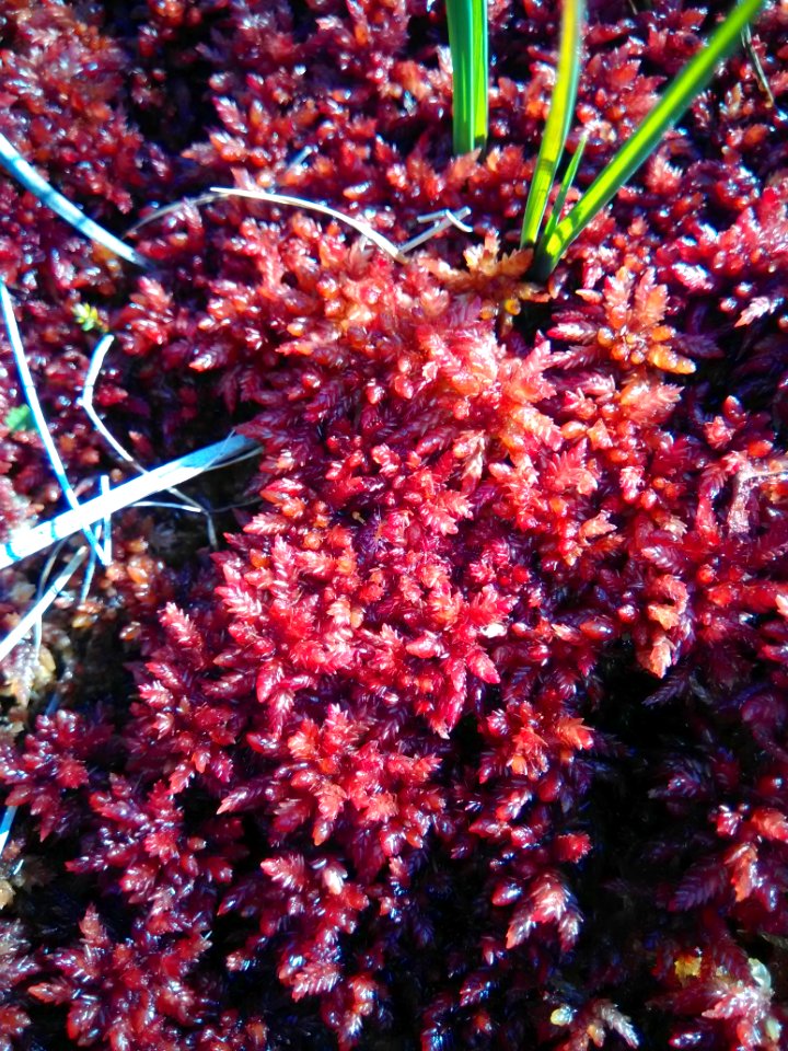 Sphagnum magellanicum
