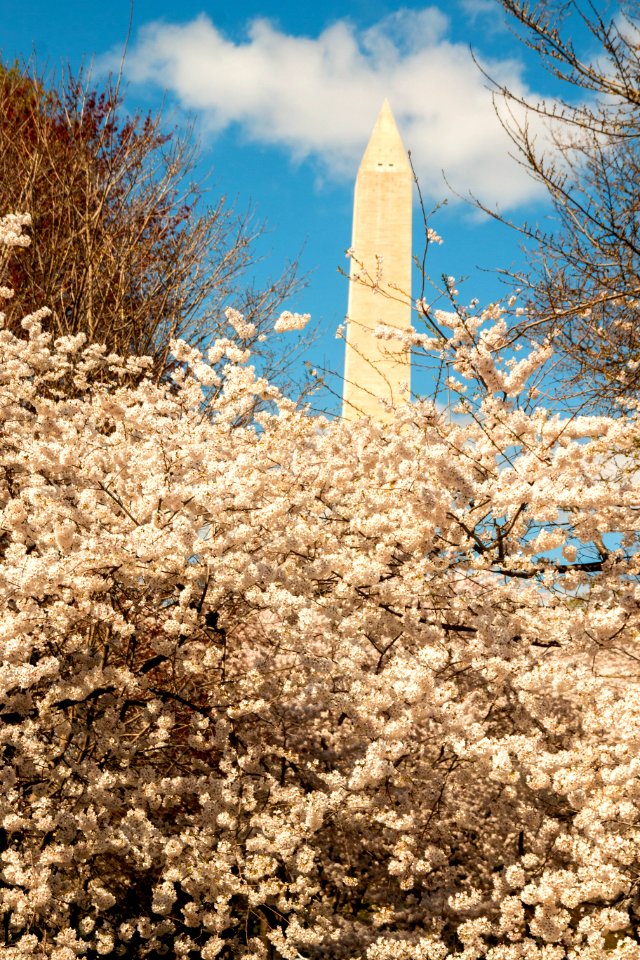 CherryBlossomDC2019-831.jpg