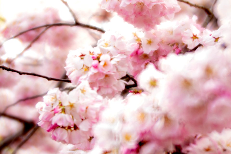 CherryBlossomDC2019-525.jpg
