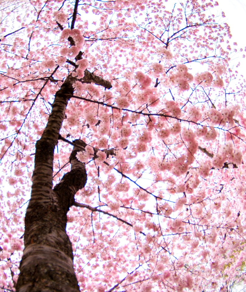 CherryBlossomDC2019-36.jpg