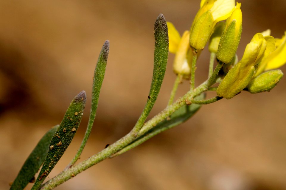 Physaria rectipes
