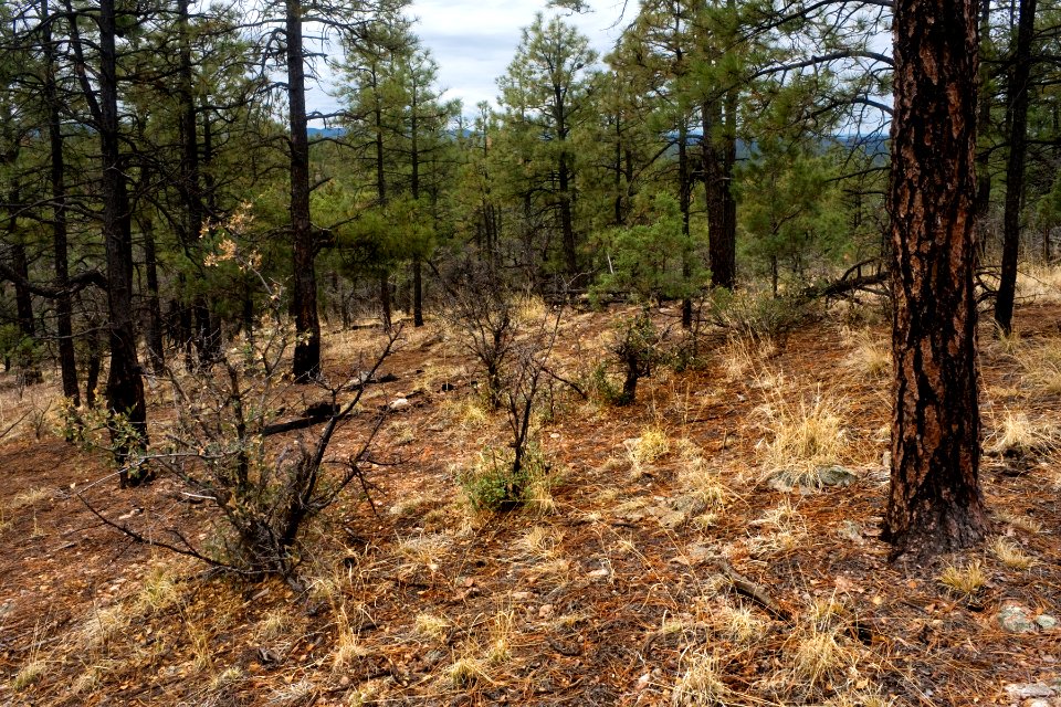 Continental Divide Trail