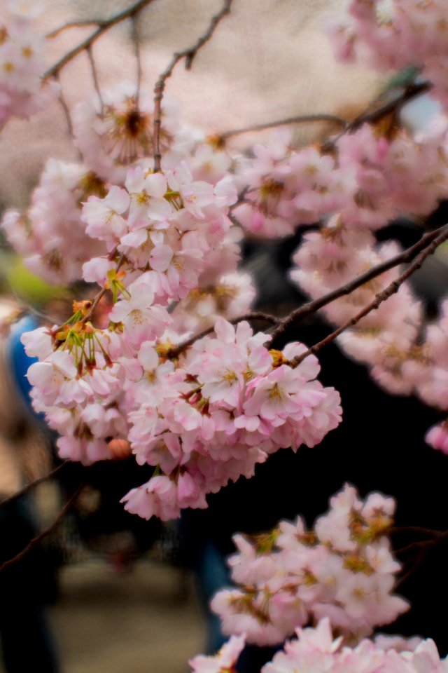 CherryBlossomDC2019-514.jpg