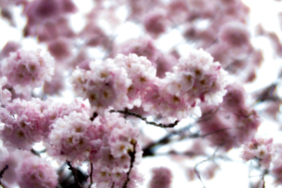 CherryBlossomDC2019-61.jpg