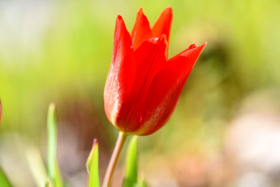 Blossom bloom red