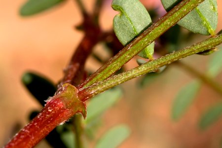 Astragalus zionis