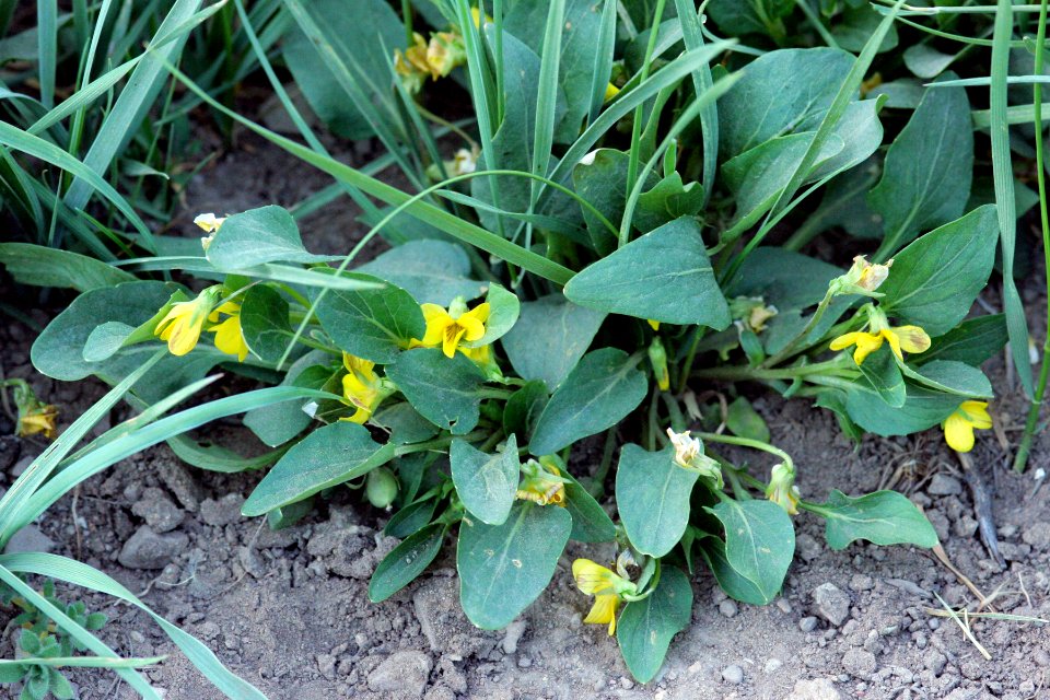Viola praemorsa