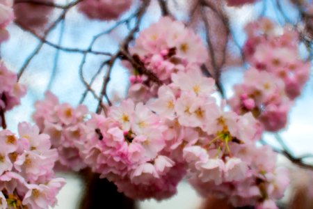 CherryBlossomDC2019-505.jpg