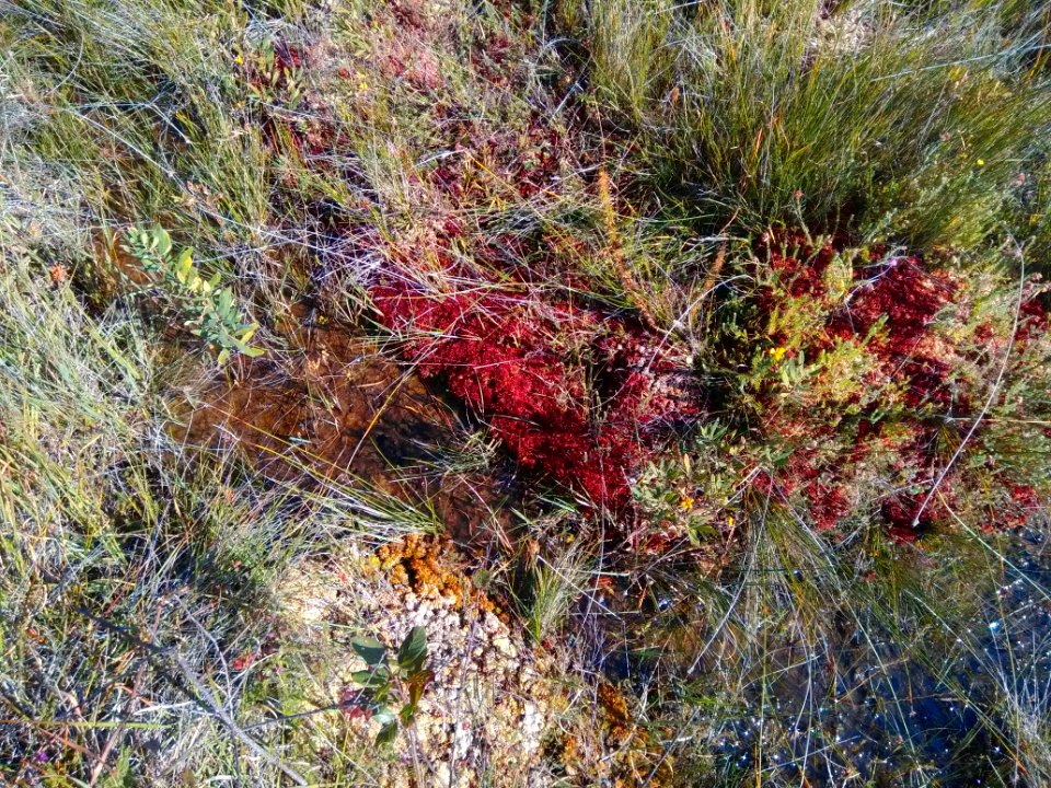 Sphagnum magellanicum - banquette