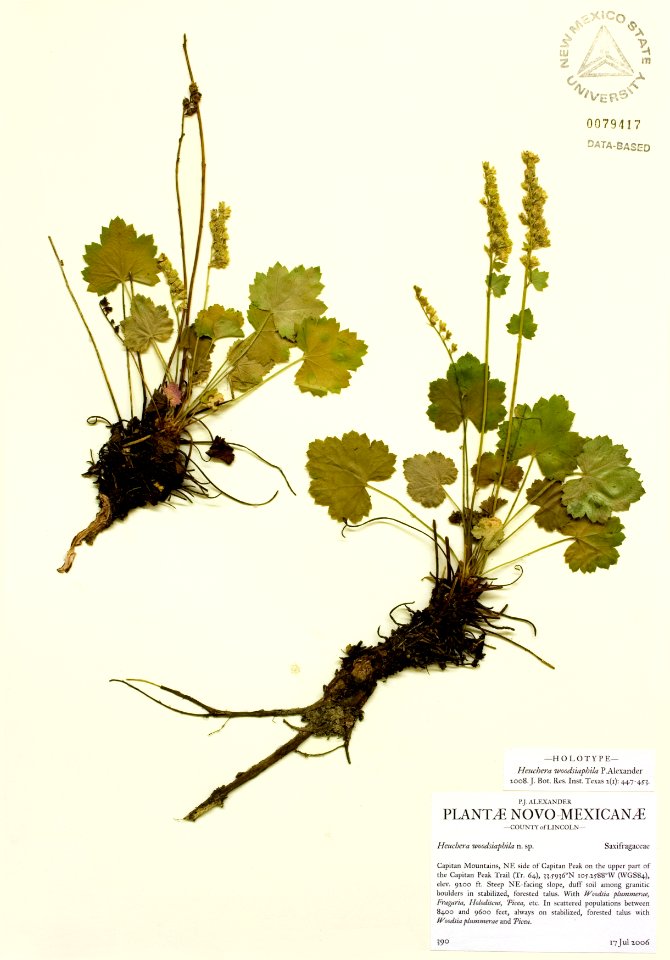 Heuchera woodsiaphila