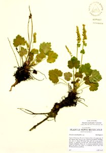Heuchera woodsiaphila