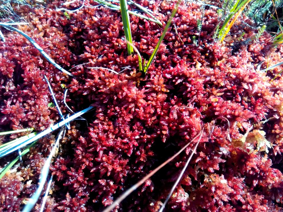 Sphagnum magellanicum