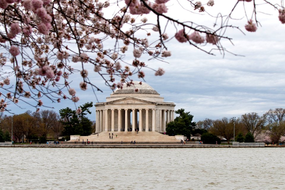 CherryBlossomDC2019-8.jpg