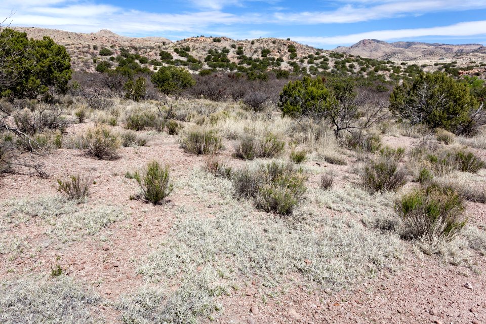 Near Guadalupe Canyon