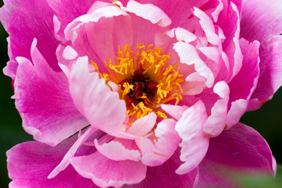 Flora spring blossom
