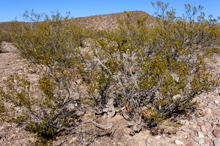 Larrea tridentata