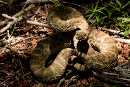 Crotalus viridis