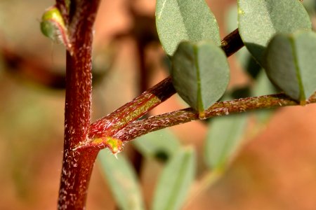Astragalus zionis