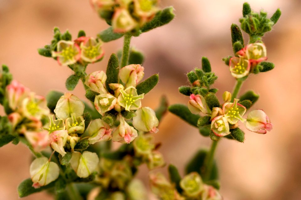 Eriogonum abertianum var. cyclosepalum