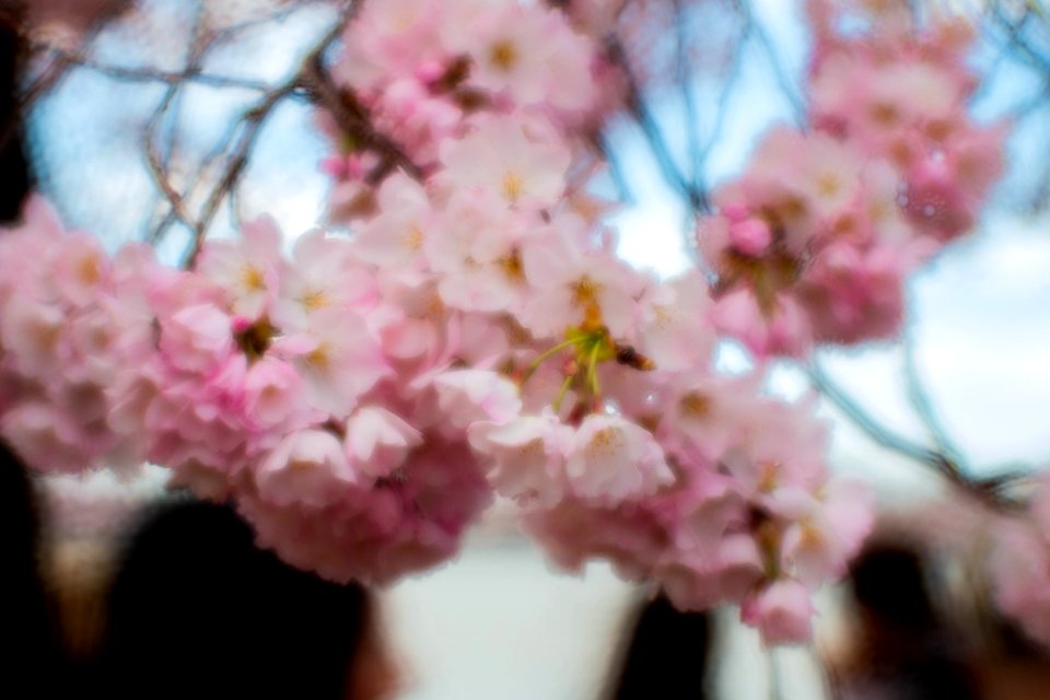 CherryBlossomDC2019-503.jpg
