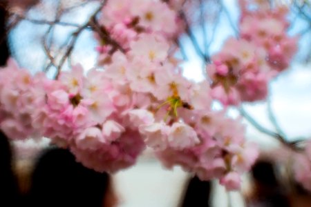 CherryBlossomDC2019-503.jpg