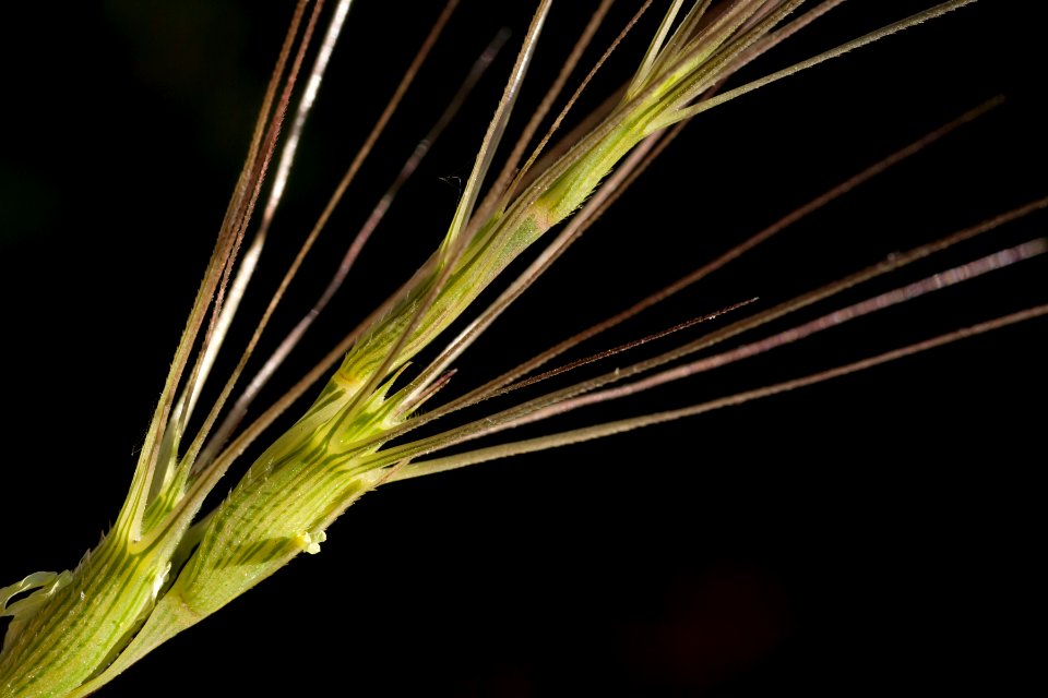 Aegilops triuncialis