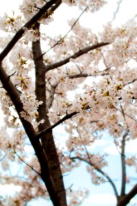 CherryBlossomDC2019-507.jpg