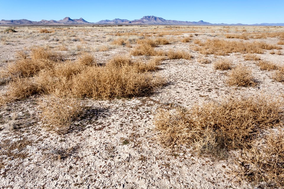 Lordsburg Playa